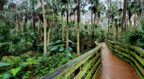 A wooden boardwalk winds through a lush, green tropical forest filled with palm trees and dense foliage.