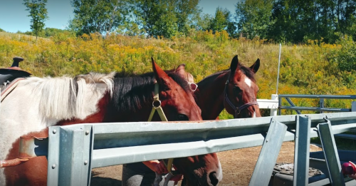 Two horses with saddles stand near a fence in a sunny outdoor setting, surrounded by greenery.
