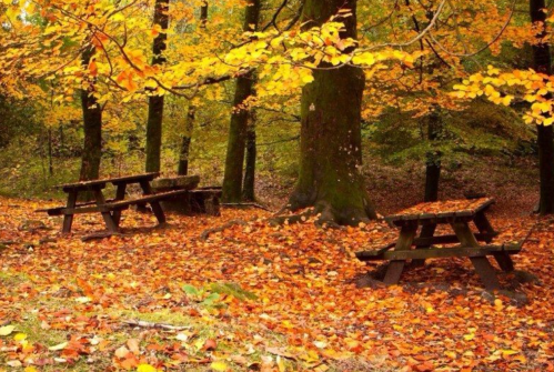 Two wooden picnic tables surrounded by vibrant autumn leaves in a serene forest setting.