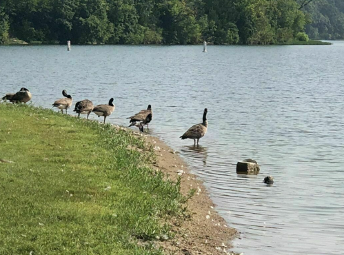 A line of ducks walking along the shore of a calm lake, with greenery in the background and a small rock in the water.