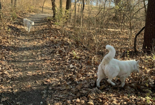 Two white dogs walking on a leaf-covered path in a wooded area during autumn.
