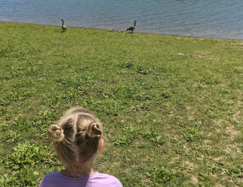 A child with two buns in their hair watches geese by a lake on a sunny day.