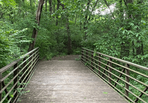 A wooden bridge leads into a lush, green forest with dense trees and foliage on either side.