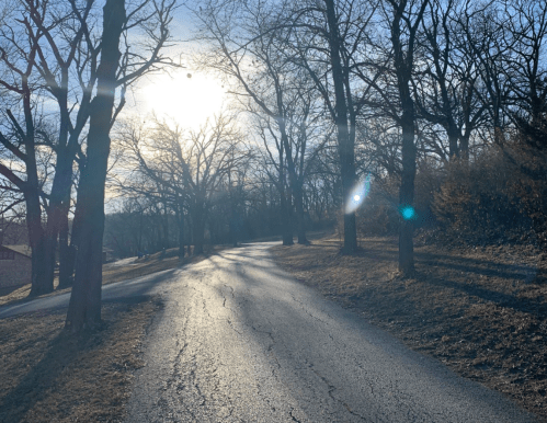 A winding road lined with bare trees, illuminated by a bright sun in a clear sky.