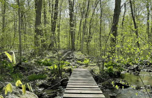 A wooden bridge crosses a stream in a lush, green forest with vibrant foliage and sunlight filtering through the trees.