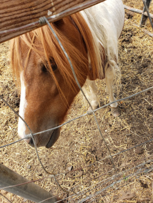 A close-up of a horse with a reddish mane, seen through a wire fence in a barnyard setting.