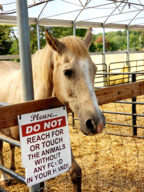 A horse stands in a pen next to a sign that warns not to reach for or touch the animals without food.