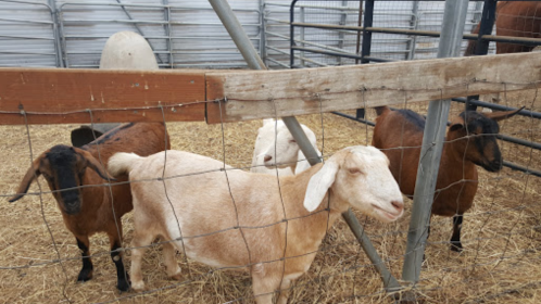 Four goats in a pen, with two brown goats, one white goat, and one black goat, surrounded by wooden fencing.