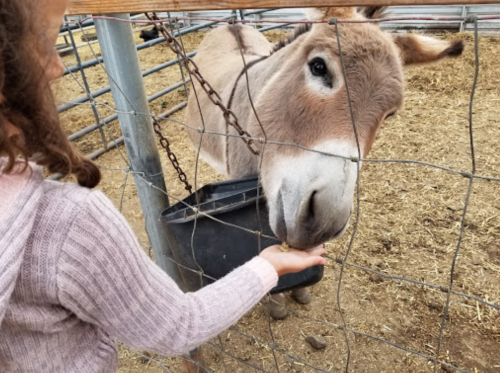 A child feeding a donkey through a fence at a farm. The donkey looks curiously at the child.