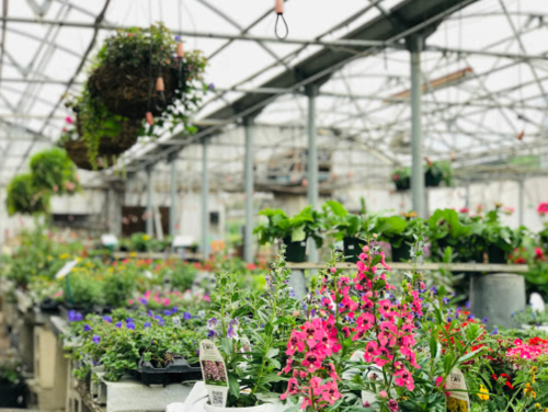 A vibrant greenhouse filled with colorful flowers and plants, showcasing various pots and hanging baskets.