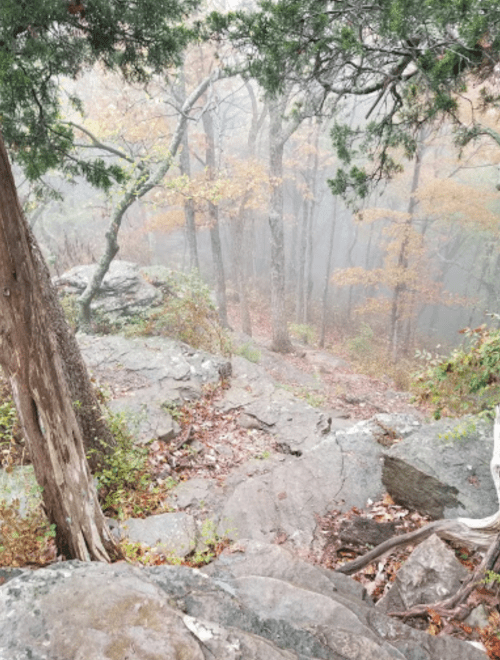 A misty forest scene with rocky terrain and autumn foliage, creating a serene, tranquil atmosphere.