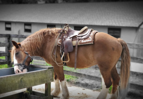 A brown horse with a saddle drinks from a trough in a stable setting.