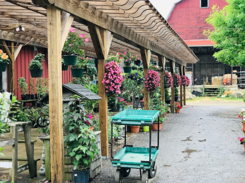 A garden path lined with hanging flower baskets and potted plants, leading to a red barn in the background.