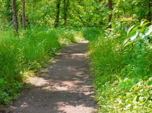 A narrow dirt path surrounded by lush green grass and trees in a sunny forest.