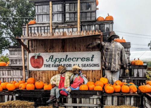 Scarecrows sit on a wooden bench surrounded by pumpkins at Applecrest Farm, with a sign reading "The Farm for All Seasons."