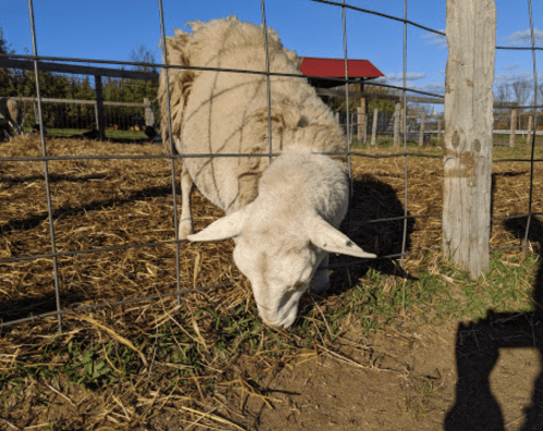 A sheep grazing near a fence in a farm setting, with a barn visible in the background under a clear blue sky.