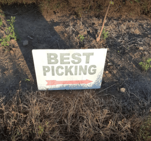 Sign on the ground reading "BEST PICKING" with an arrow pointing to the right, surrounded by dry grass.