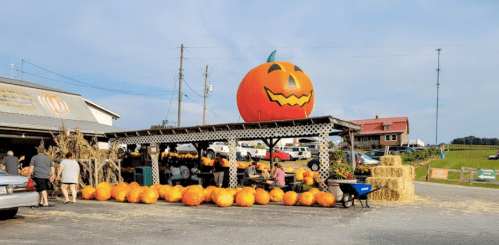 A pumpkin patch with a large jack-o'-lantern decoration, people browsing pumpkins, and hay bales in the background.
