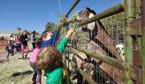 Children feeding a goat through a fence at a farm, with adults and other animals in the background.