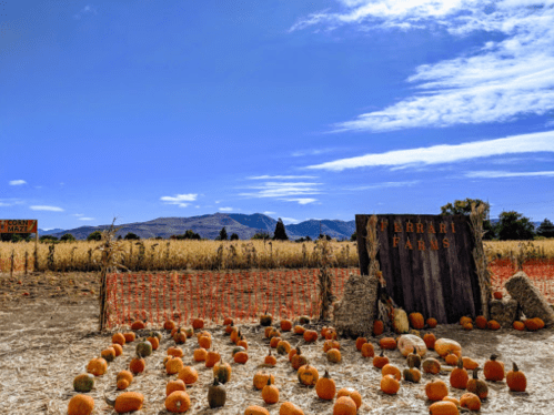 A pumpkin patch at Ferrari Farms with a wooden sign, surrounded by fields and mountains under a clear blue sky.