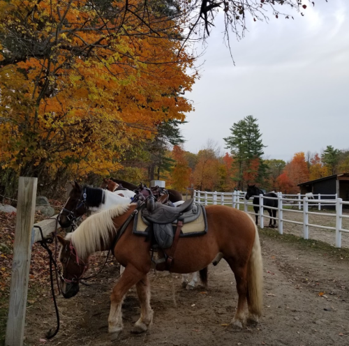 Two horses stand near a white fence, surrounded by vibrant autumn foliage in a serene outdoor setting.