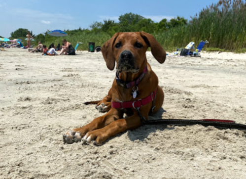A brown dog lying on the sandy beach, wearing a harness, with people and beach chairs in the background.