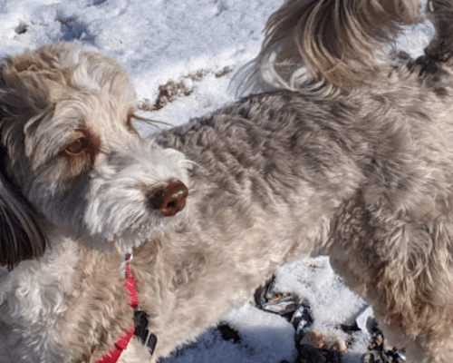 A fluffy dog with a curly coat stands on snow-covered ground, looking curiously at the camera.