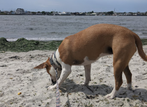 A dog with a brown and white coat is sniffing the sandy beach near a calm water body.