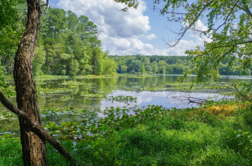 A serene lake surrounded by lush greenery and trees, with clouds reflecting in the water on a sunny day.