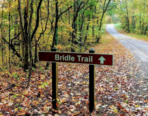 A wooden sign for Bridle Trail points upward, surrounded by trees and fallen leaves on a gravel path.