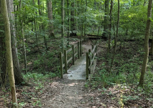 A wooden bridge over a small path in a lush green forest, surrounded by trees and foliage.