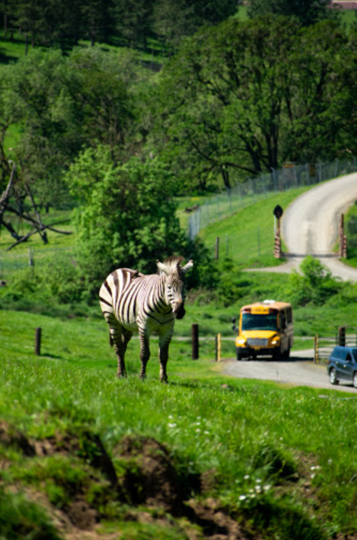 A zebra stands in a grassy field near a road, with a bus and car passing by in the background.