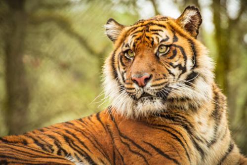A close-up of a majestic tiger with striking orange and black stripes, resting in a natural setting.