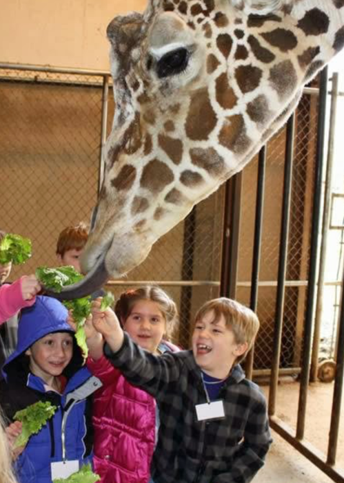 A giraffe reaches for lettuce held by excited children at a zoo, smiling and enjoying the interaction.