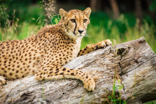 A cheetah resting on a log, surrounded by green grass and foliage.