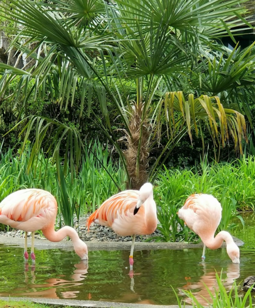 Three pink flamingos wade in shallow water, surrounded by lush greenery and palm trees.