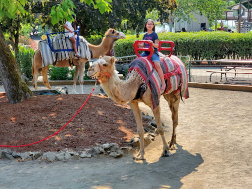 Two camels with saddles in a park setting, one camel in the foreground and another in the background with a rider.