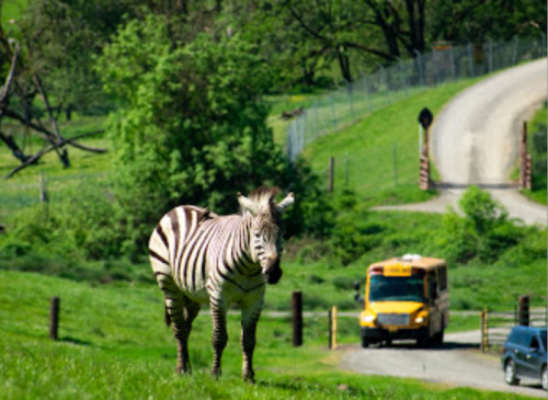 A zebra stands on a grassy hill near a dirt road, with a yellow bus in the background and trees surrounding the area.