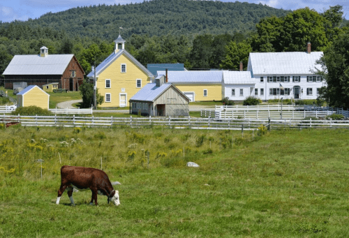 A brown cow grazes in a green field with a yellow barn and white buildings in the background, surrounded by trees.