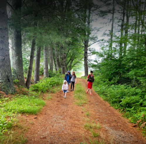 A group of four people walking along a forest path surrounded by trees and greenery.