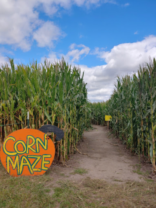 A pathway through tall corn stalks with a colorful "Corn Maze" sign on the left and a blue sky above.