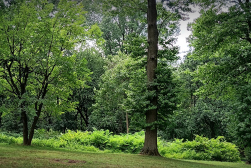 Lush green forest with tall trees and dense foliage under a cloudy sky.