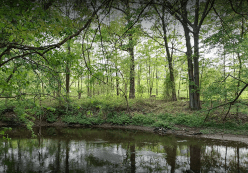 A serene river scene surrounded by lush green trees and foliage, reflecting the natural beauty of the landscape.