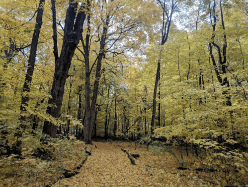 A serene forest path surrounded by tall trees with vibrant yellow leaves in autumn.