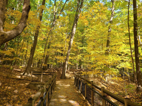 A serene forest path surrounded by vibrant yellow and green trees under a clear blue sky.
