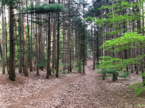 A serene forest path surrounded by tall trees and scattered leaves, with vibrant green foliage on the right.