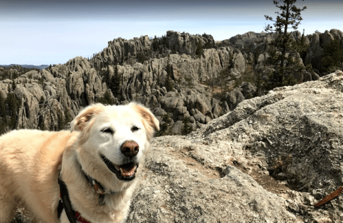 A happy golden retriever stands on a rocky ledge with rugged mountains in the background.