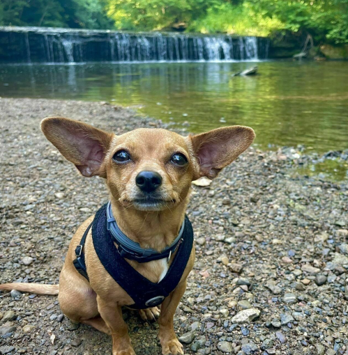 A small brown dog with large ears sits by a riverbank, with a waterfall in the background.