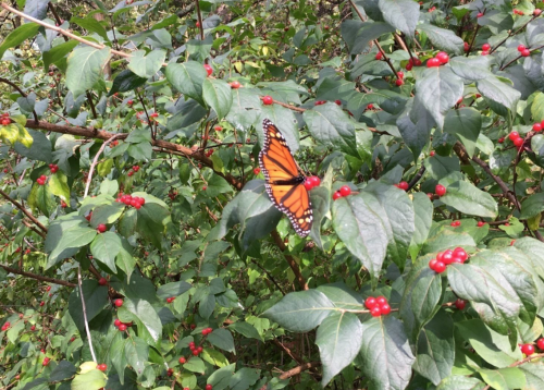 A vibrant orange butterfly perched on green leaves with red berries.