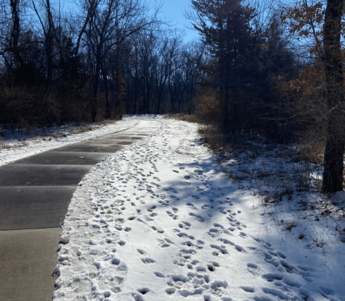A winding path through a snowy landscape, surrounded by bare trees under a clear blue sky.